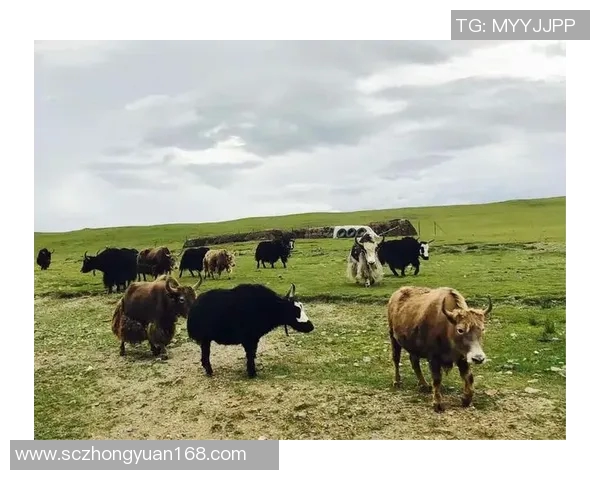 足球明星谈西藏文化与自然之美引发全球关注